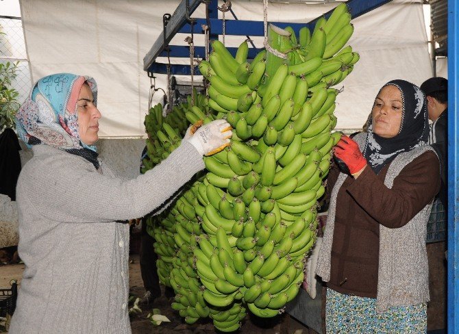 Limon Diyarından Muz Diyarına