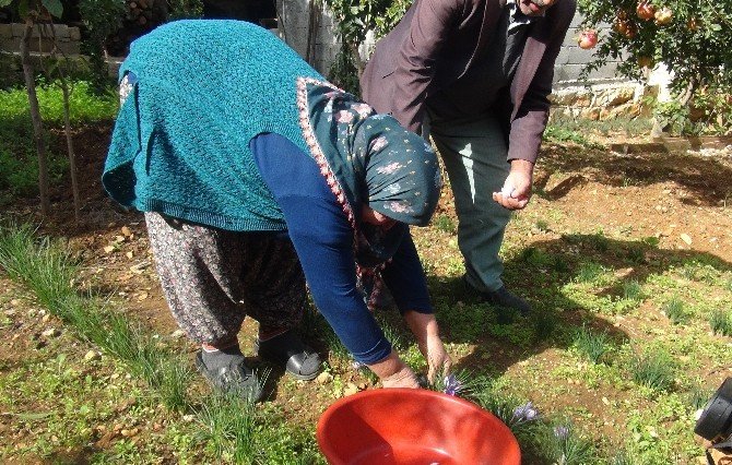 Hatay’da Safran Hasadı Başladı