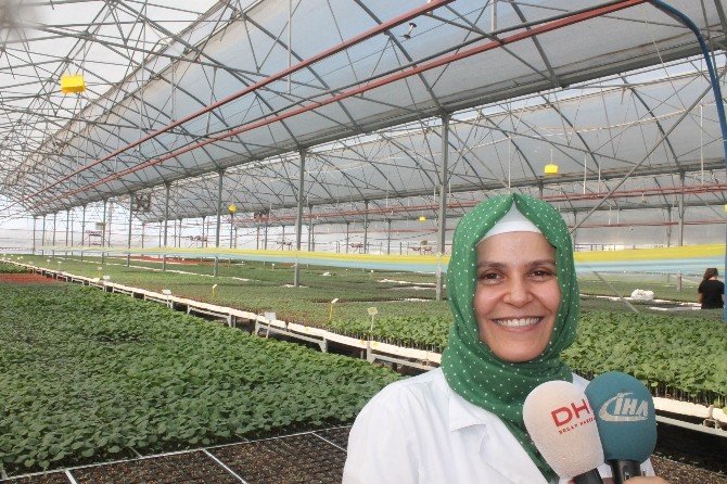 Kumluca’da Örtü Altı Sebze Üretimi İçin Fide Üretimi Başladı