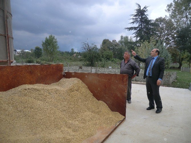 Düzce’de Çeltik Hasadı Devam Ediyor