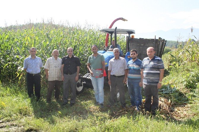 Düzce’de Silajlık Mısır Hasadı Başladı