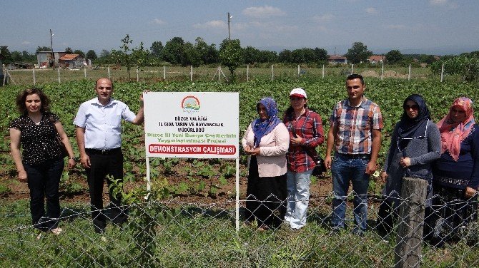 Düzceli Çiftçiye Alternatif Ürün