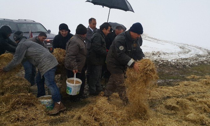 Düzce’de Yaban Hayvanlarına Yem Bırakıldı