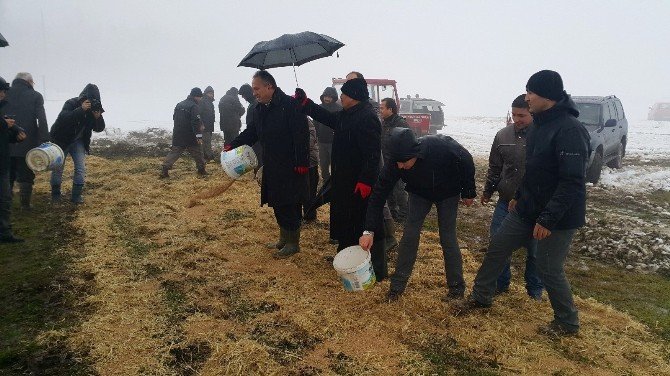 Düzce’de Yaban Hayvanlarına Yem Bırakıldı