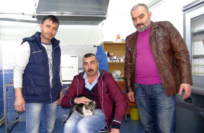 ‘Tekir’ Yavruları İçin Yaşama Tutundu