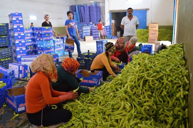 Yenişehir’de Biber Bereketi