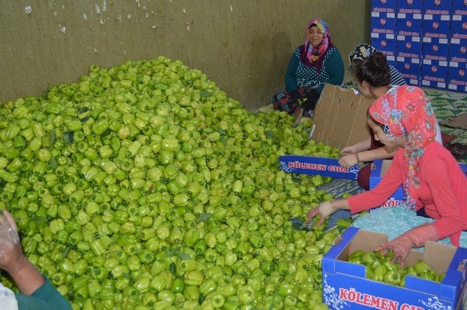 Yenişehir’de Biber Bereketi
