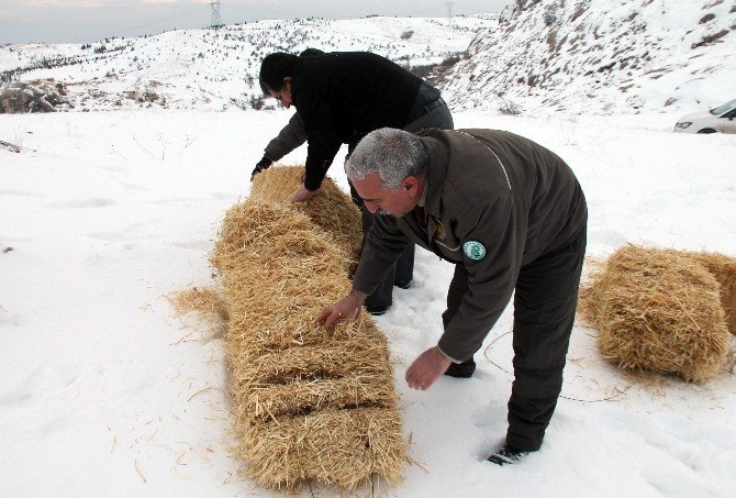 Yaban Keçileri İçin Saman Ve Yem Bırakıldı