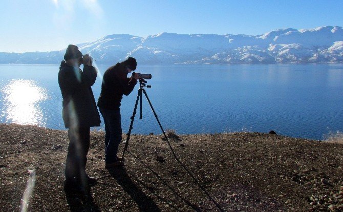 Elazığ’da 58 Binden Fazla Su Kuşu Tespit Edildi