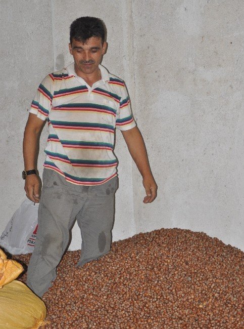 Emanet Fındık Fiyatları Düşürdü