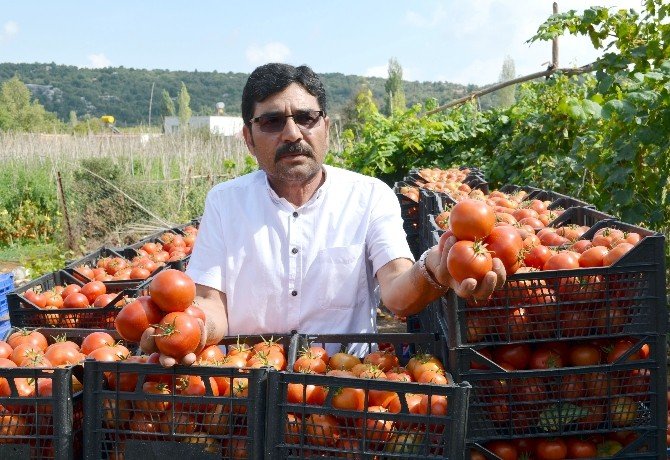 Domates Fiyatı Dibe Vurdu
