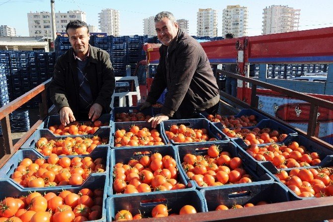 Domates Dalından Tezgaha Dört Kat Pahalıya Ulaşıyor
