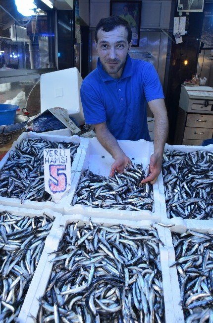 Palamut Gitti, Yerli Hamsi Geldi