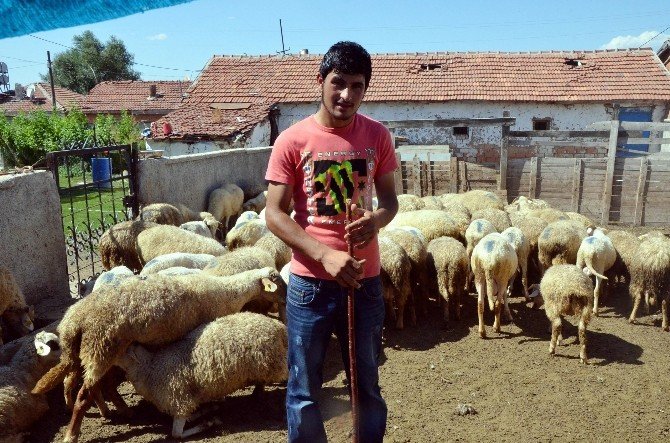 Küçükbaş Hayvan Büyükbaşa Göre Daha Uygun