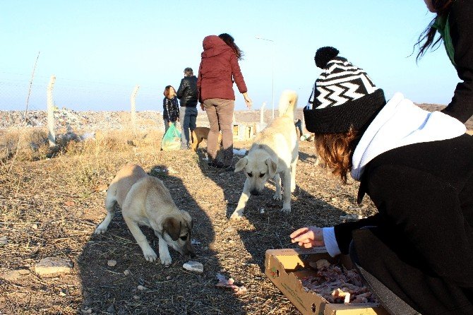 620 Kilo Mama Başıboş Hayvanlara Dağıtıldı