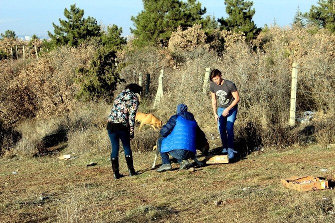 620 Kilo Mama Başıboş Hayvanlara Dağıtıldı
