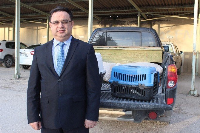 Yaralı Bulunan Şahin Ve Kartal Emin Ellerde