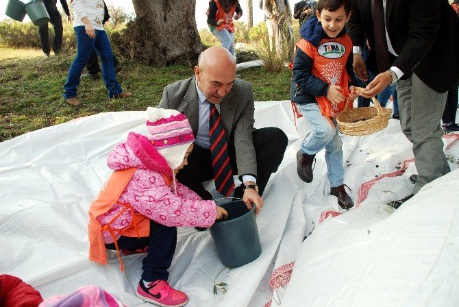 Bin Yıllık Ağaçlardan Sıkılan Zeytinyağları Müzayedede Satılacak