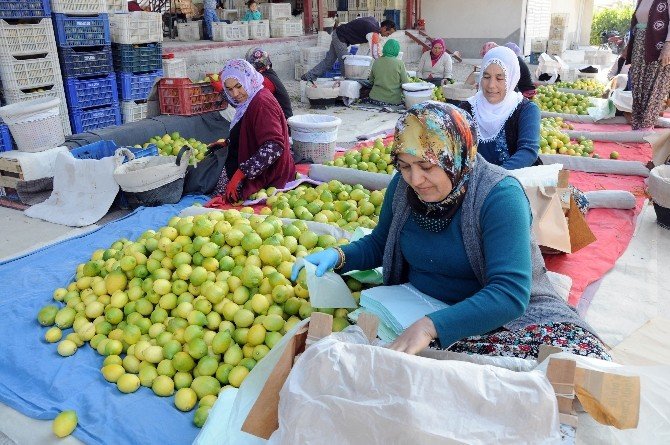 Krizin Teğet Geçtiği Limonun Fiyatı Yeniden Tırmanıyor