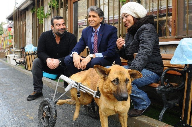 Hayvan Barınağının Maskotu Çiço Artık Yürüyor
