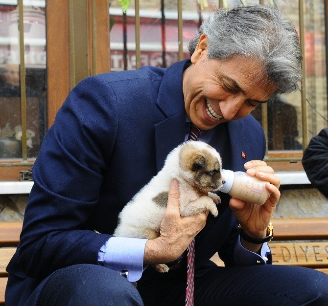 Hayvan Barınağının Maskotu Çiço Artık Yürüyor