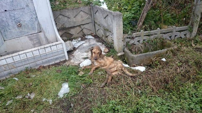 Kuyuya Düşen Köpek Operasyonla Kurtarıldı