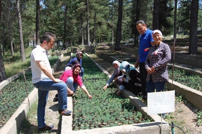Ormancı Kadınlar Fidanları Bebek Gibi Büyütüyor