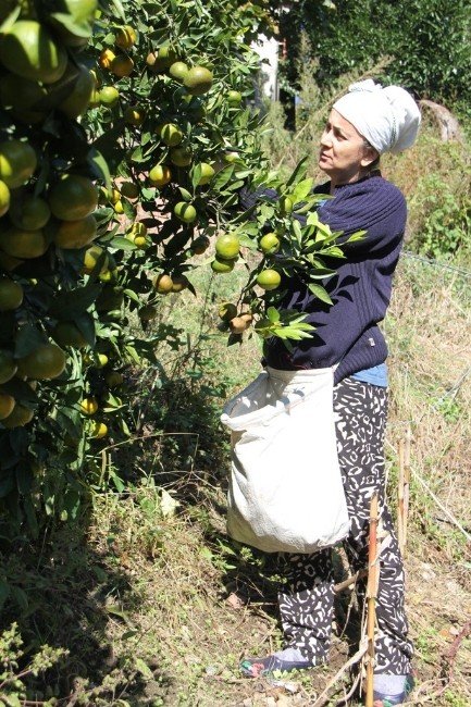 Fındık Diyarında Mandalina Hasadı