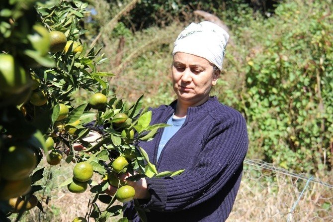 Fındık Diyarında Mandalina Hasadı