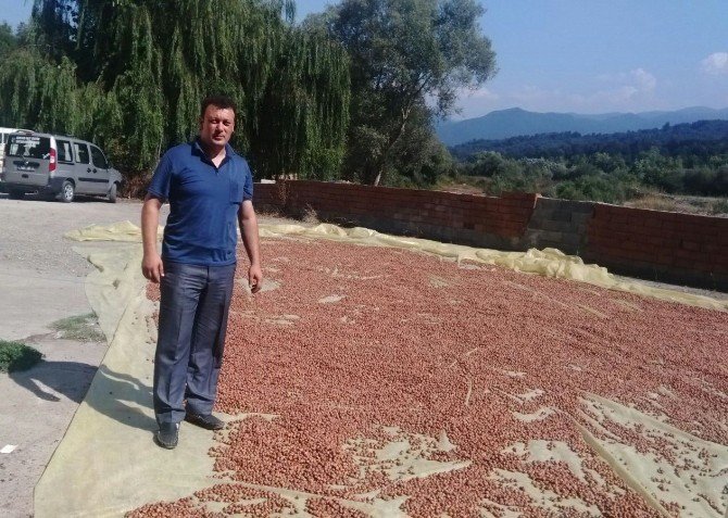 Alaplı’da Tüccar Fındık Fiyatını Açıkladı