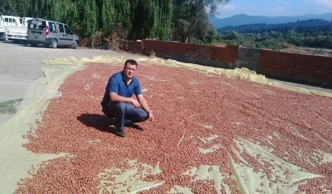 Alaplı’da Tüccar Fındık Fiyatını Açıkladı