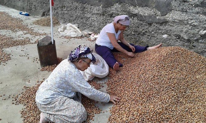 Fındık Üreticileri, Fındık Fiyatları Artana Kadar Satmayacaklar
