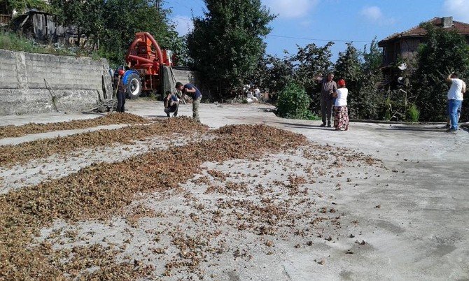 Fındık Üreticileri, Fındık Fiyatları Artana Kadar Satmayacaklar