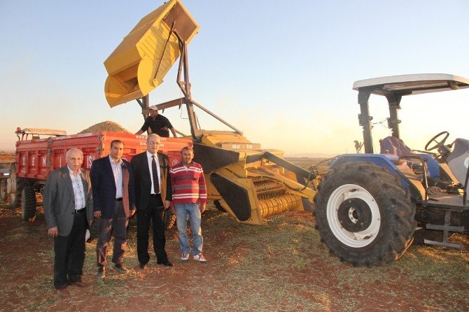 Şanlıurfa’da Antep Fıstığından Sonra Yer Fıstığı Ekilmeye Başlandı