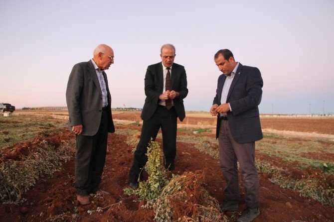Şanlıurfa’da Antep Fıstığından Sonra Yer Fıstığı Ekilmeye Başlandı