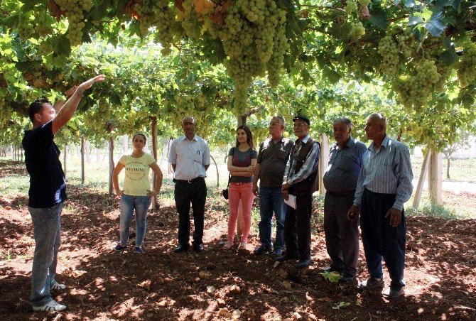 Terbiye Sistemiyle Daha Sağlıklı Üzüm
