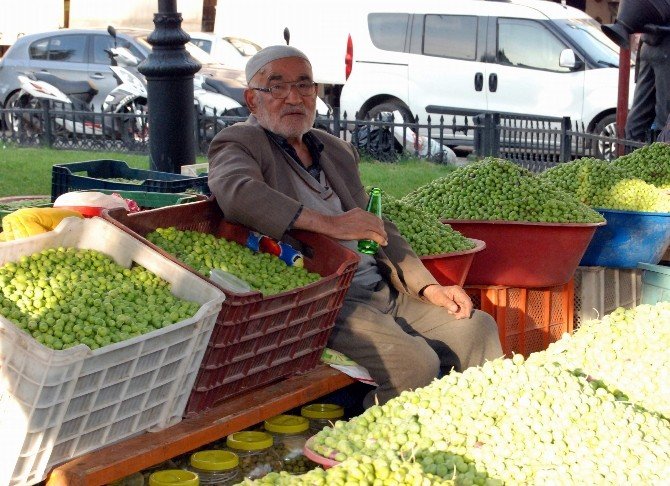 Gaziantep’te Zeytin Üreticisinin Yüzü Gülüyor