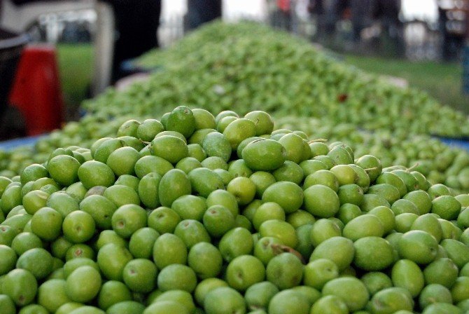 Gaziantep’te Zeytin Üreticisinin Yüzü Gülüyor