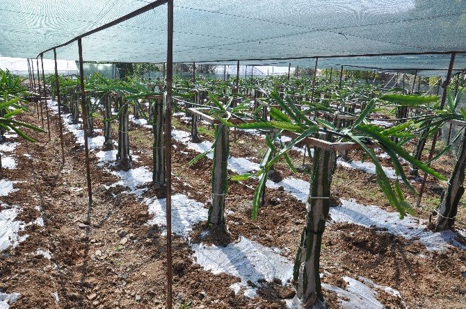 Gazipaşa’da İlk Kez Ejder Meyvesi Yetiştirildi
