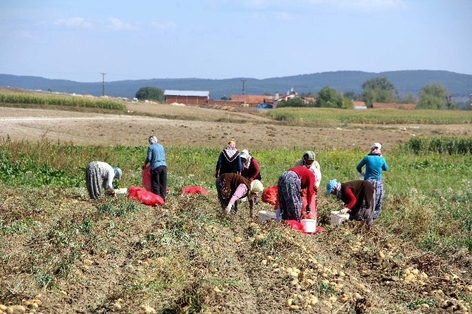 Kastamonu’da Patates Tarla Günü Düzenlendi