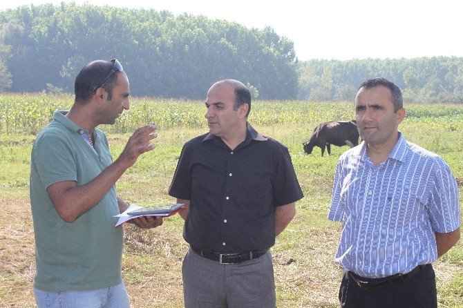 Düzce’de Silajlık Mısır Hasadı Başladı
