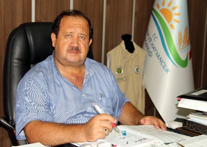 Samsun’da 100 Bin Ton Fındık Üretimi Bekleniyor