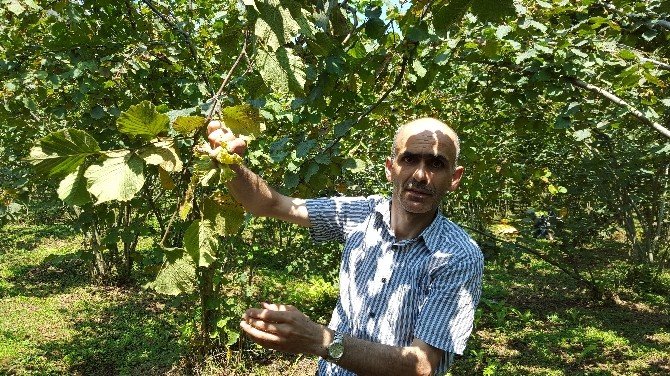 Fındık Üreticilerini Zor Günler Bekliyor