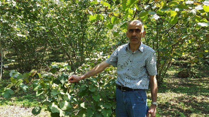 Fındık Üreticilerini Zor Günler Bekliyor