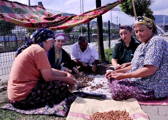 Yeşil Altın Harmana İndi, Üretici 15 Lira İstiyor