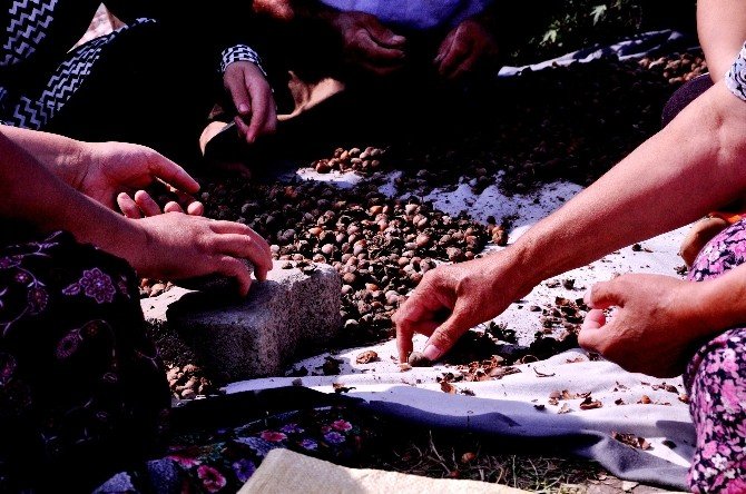Yeşil Altın Harmana İndi, Üretici 15 Lira İstiyor