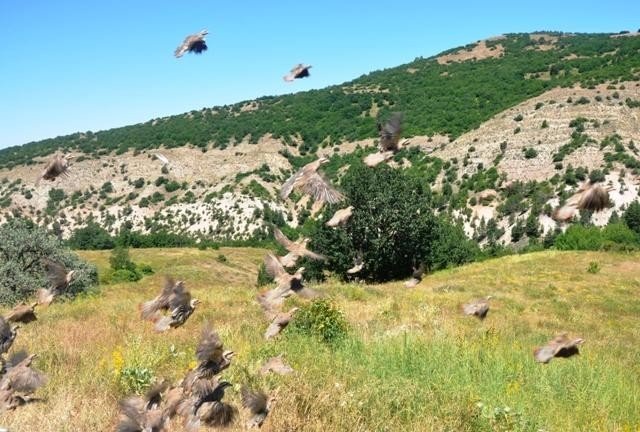 Giresun’da Keklikler Doğaya Salındı