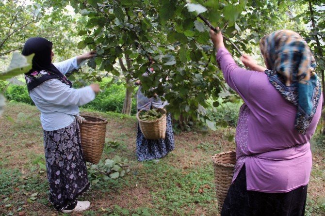 Giresun’da Yeni Mahsul Fındık Hasadı Başladı