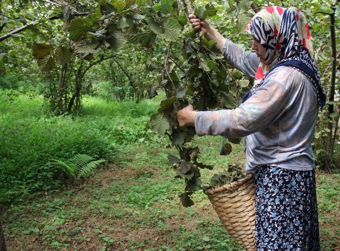 Giresun’da Yeni Mahsul Fındık Hasadı Başladı
