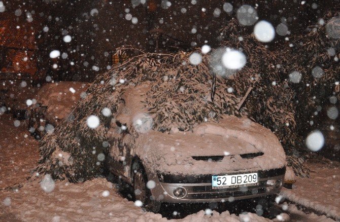 Giresun’da Karın Ağırlığına Dayanamayan Ağaçlar Devrildi